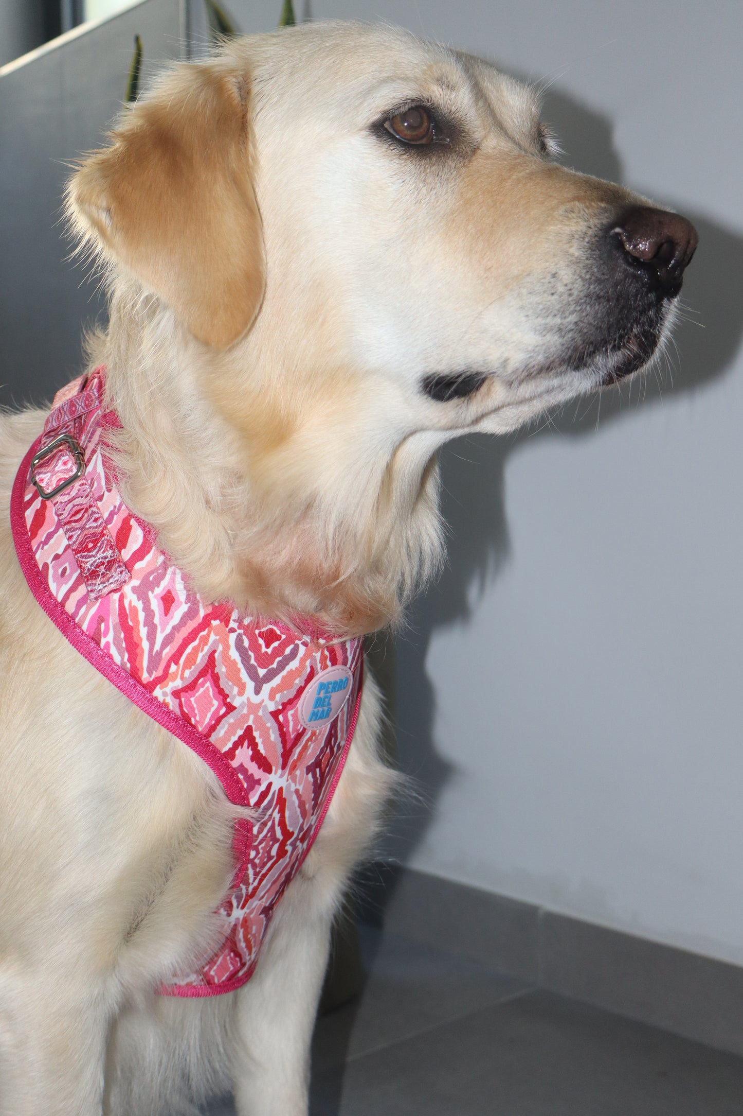 Sa Mesquida Harness - Mediterranean Dog Harness