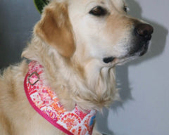 Fornells Harness