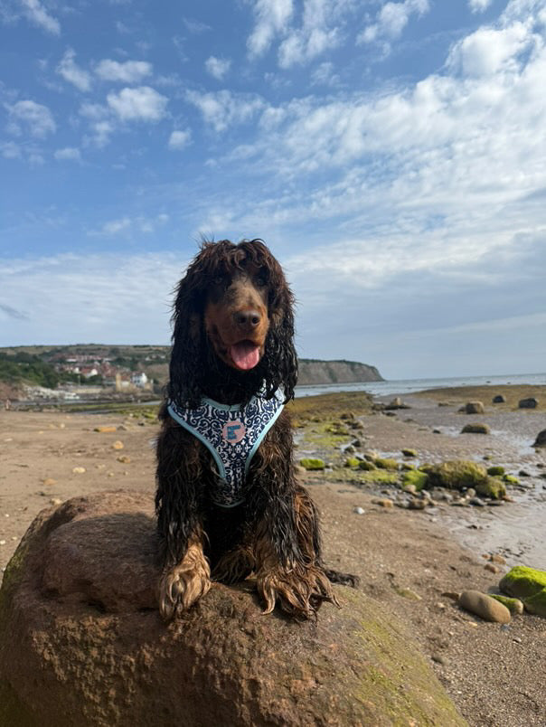 Mahón Harness - Mediterranean Dog Harness