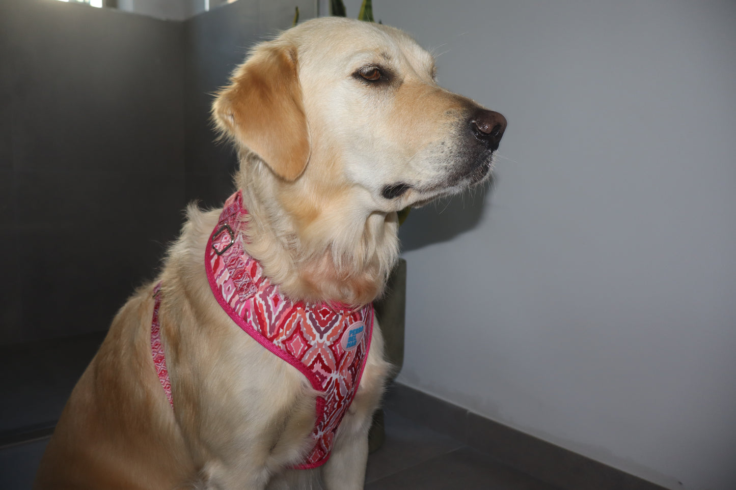 Sa Mesquida Harness - Mediterranean Dog Harness