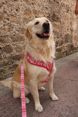 Sa Mesquida Harness