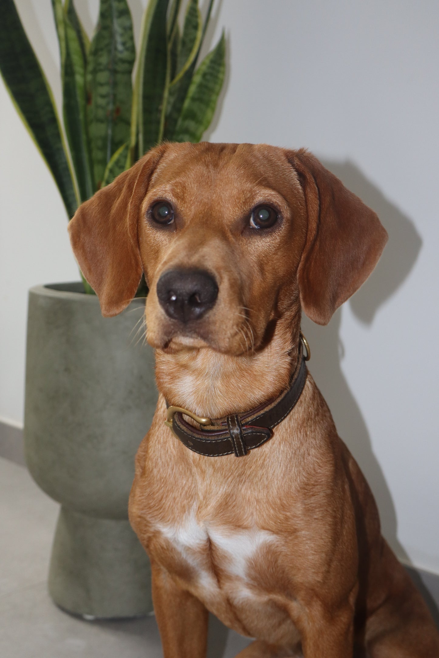 Luxury Green Leather Dog Collar
