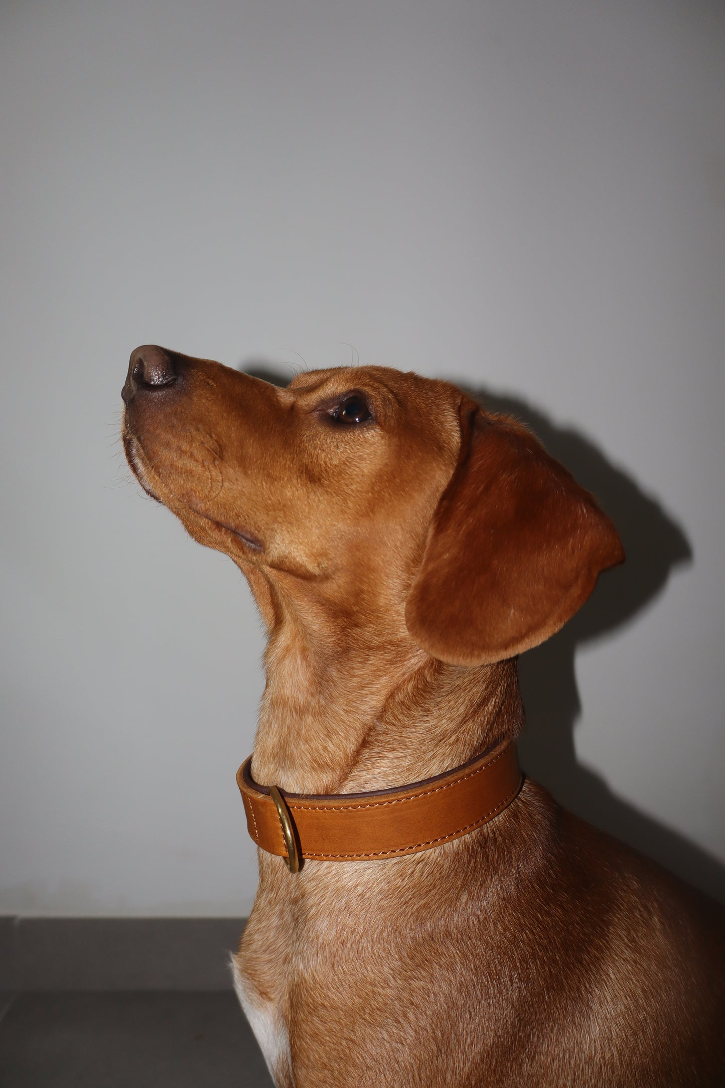 Luxury Tan Leather Dog Collar