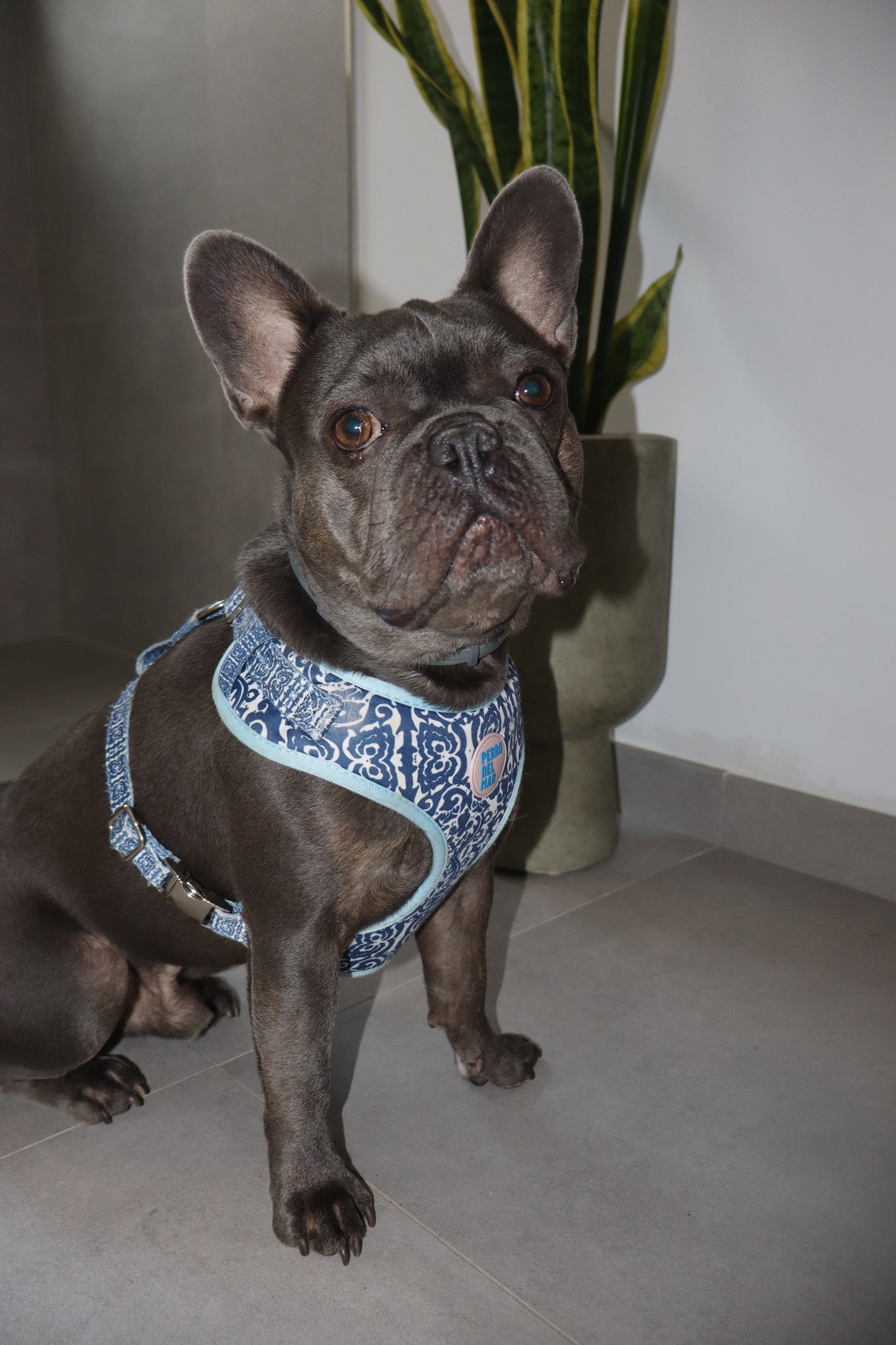 Mahón Harness - Mediterranean Dog Harness
