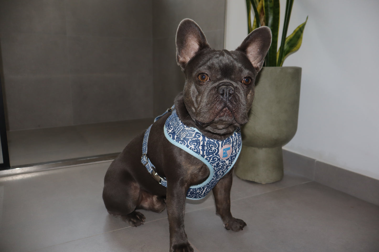 Mahón Harness - Mediterranean Dog Harness