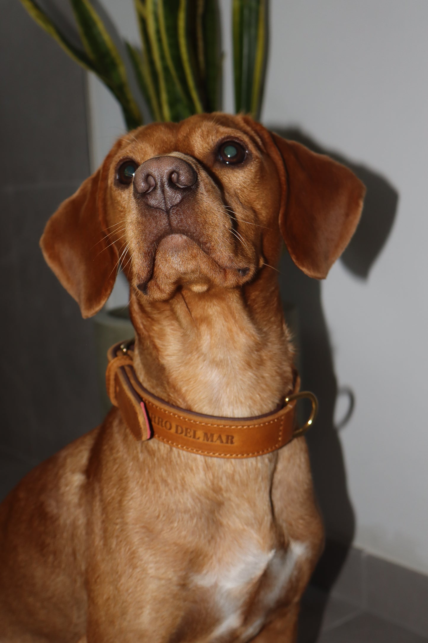 Luxury Tan Leather Dog Collar
