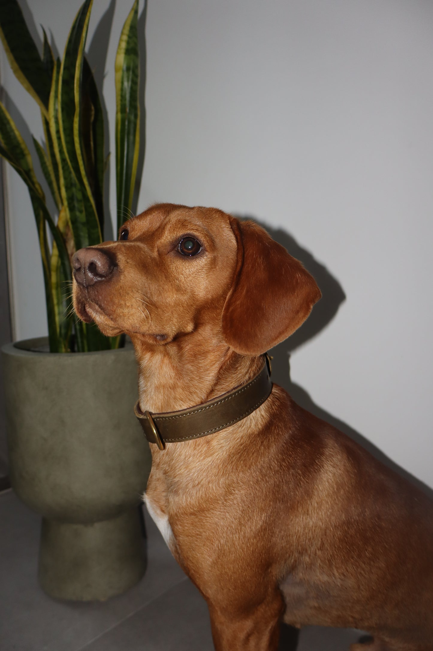 Luxury Green Leather Dog Collar