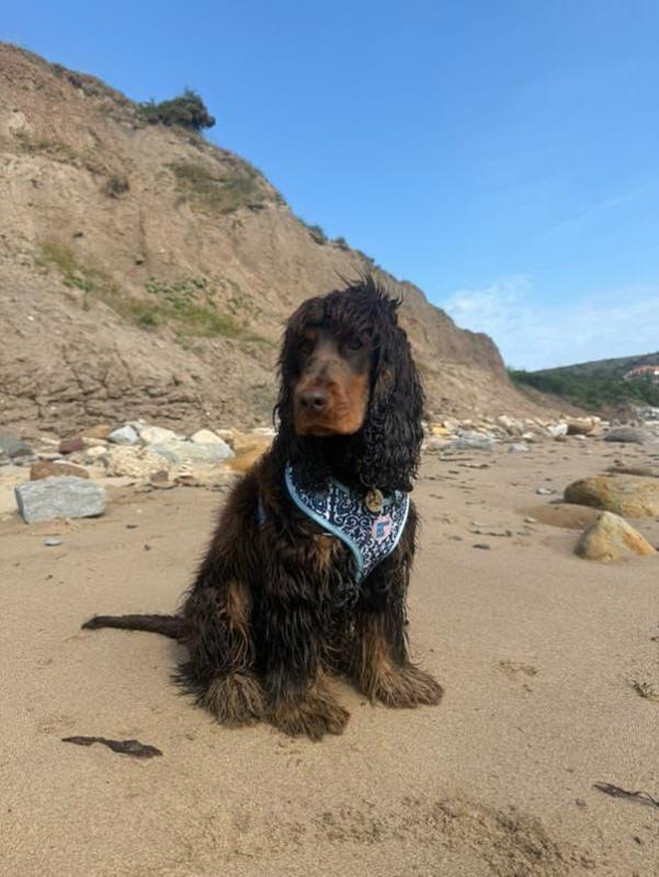 Mahón Harness - Mediterranean Dog Harness